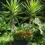 Yucca Plant: Indoor Care & Growing Guide