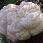 What is Lion's Mane good for?